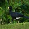 Hoko promenlivy - Crax rubra - Great Curassow 9834